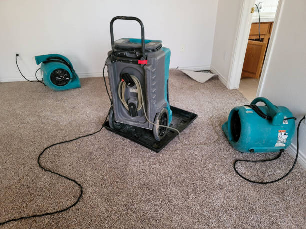 Best Mold removal after water damage  in Evergreen Park, IL