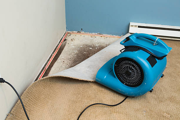 Best Water damage cleanup near me  in Evergreen Park, IL